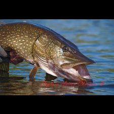 Freshwater Fishing Images - photo 19