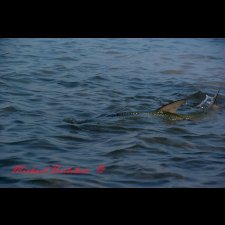 Saltwater Flyfishing Images - photo 51