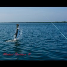 Saltwater Flyfishing Images - photo 19