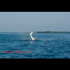 Saltwater Flyfishing Images - photo 18