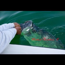 Saltwater Flyfishing Images - photo 36