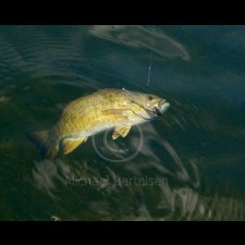 Freshwater Fishing Images - photo 10