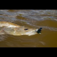 Saltwater Flyfishing Images - photo 48