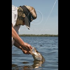 Saltwater Flyfishing Images - photo 41