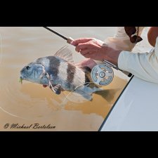 Saltwater Flyfishing Images - photo 44