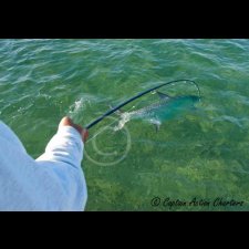 Saltwater Flyfishing Images - photo 54