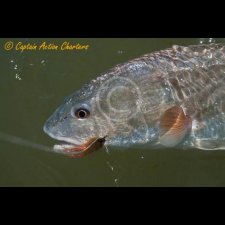 Saltwater Flyfishing Images - photo 56