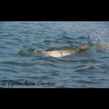 Saltwater Flyfishing Images - photo 9