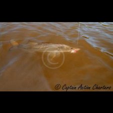 Saltwater Flyfishing Images - photo 24